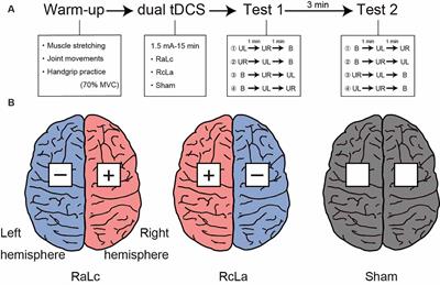 Effects of Bilateral Transcranial Direct Current Stimulation on Simultaneous Bimanual Handgrip Strength
